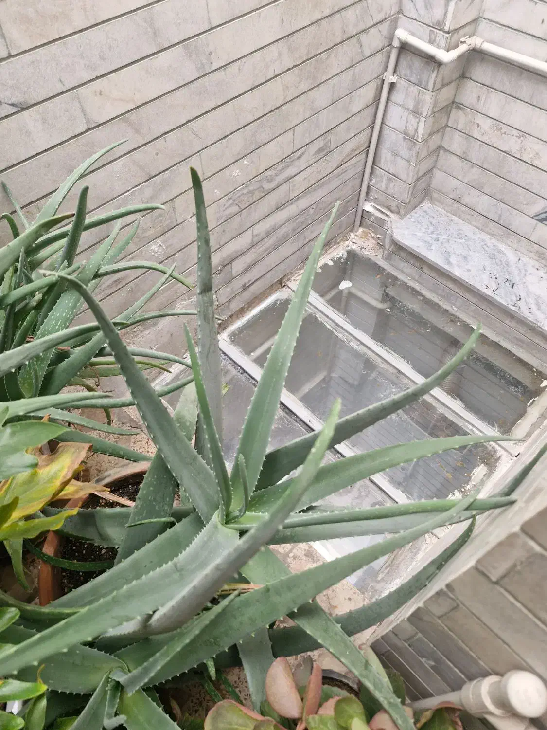 گل و گیاه|گل و گیاه طبیعی|بروجرد, |دیوار