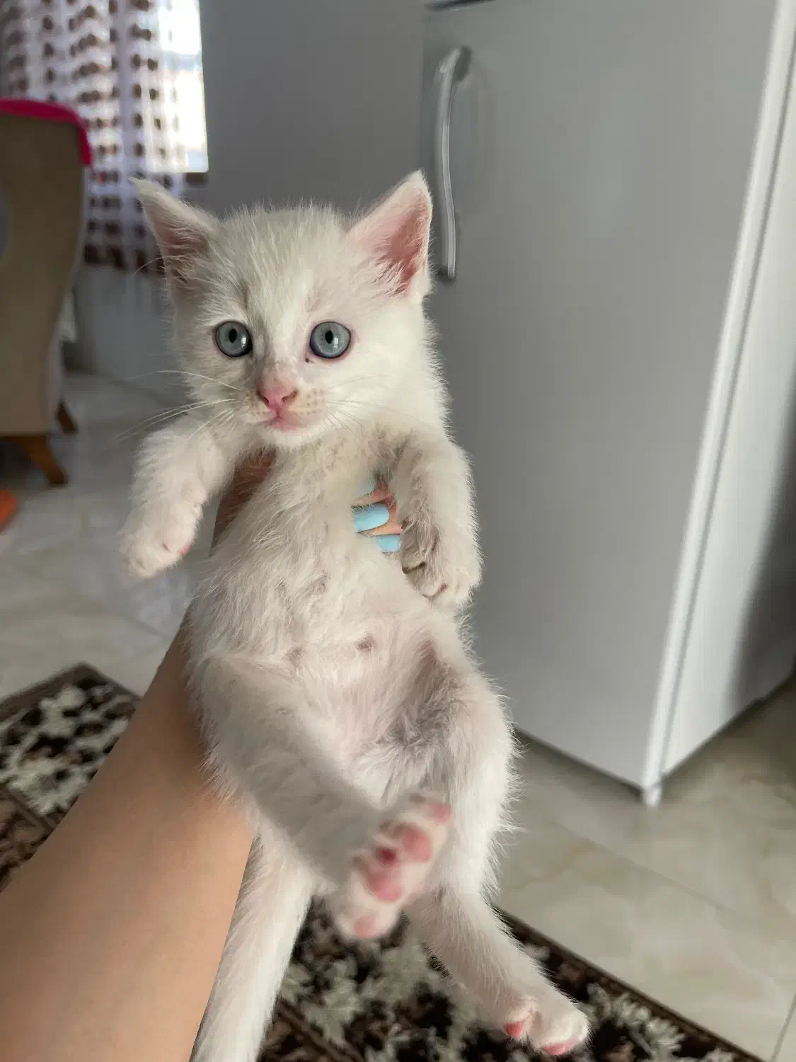 گربه بریتیش|گربه|بابل, |دیوار