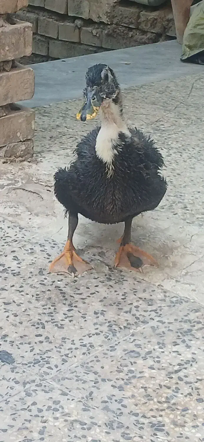 اوردک خوب|حیوانات مزرعه|اهواز, منازل کارون|دیوار