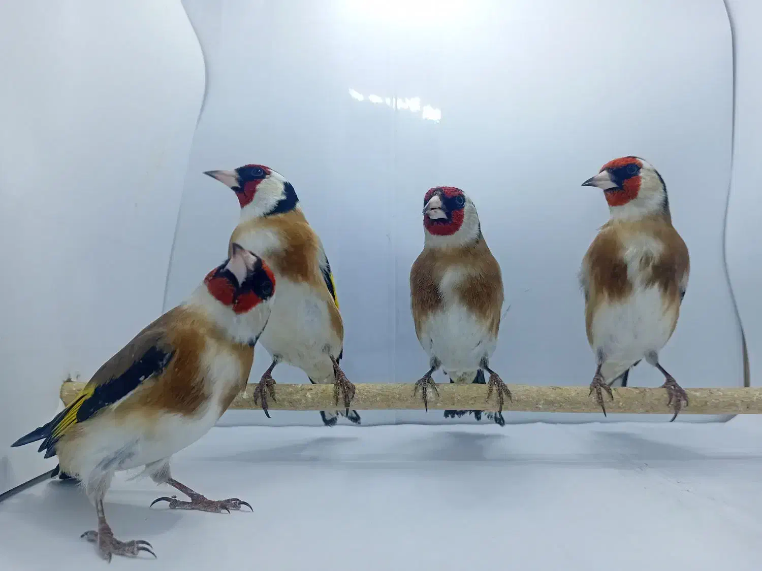 سهره گاوی|پرنده|شهریار, شهرک اداری تندگویان|دیوار