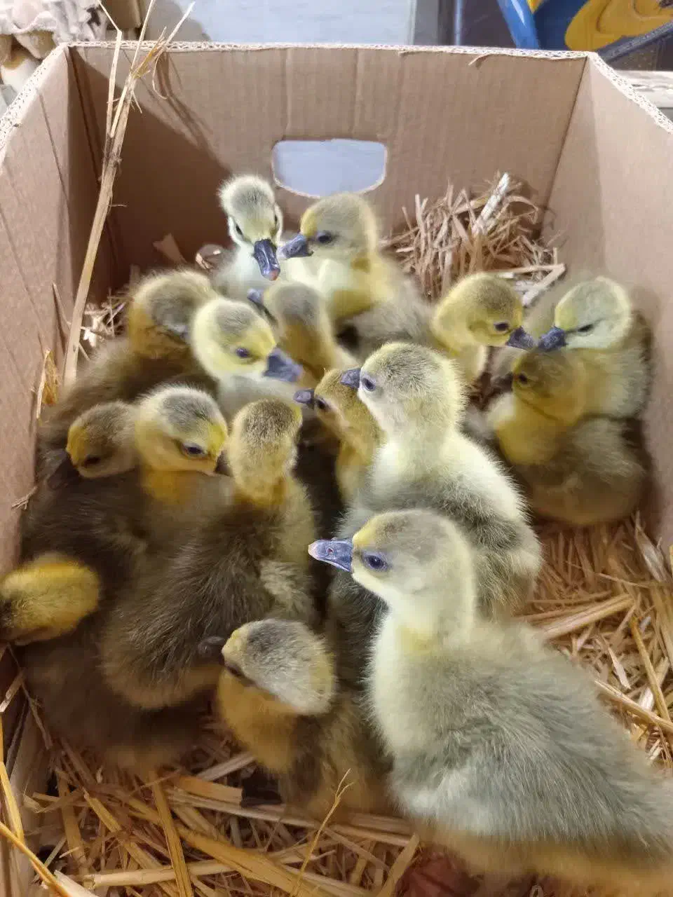 فروش جوجه یکروزه و چند روزه بوقلمون بیوتی۶|حیوانات مزرعه|بابل, |دیوار