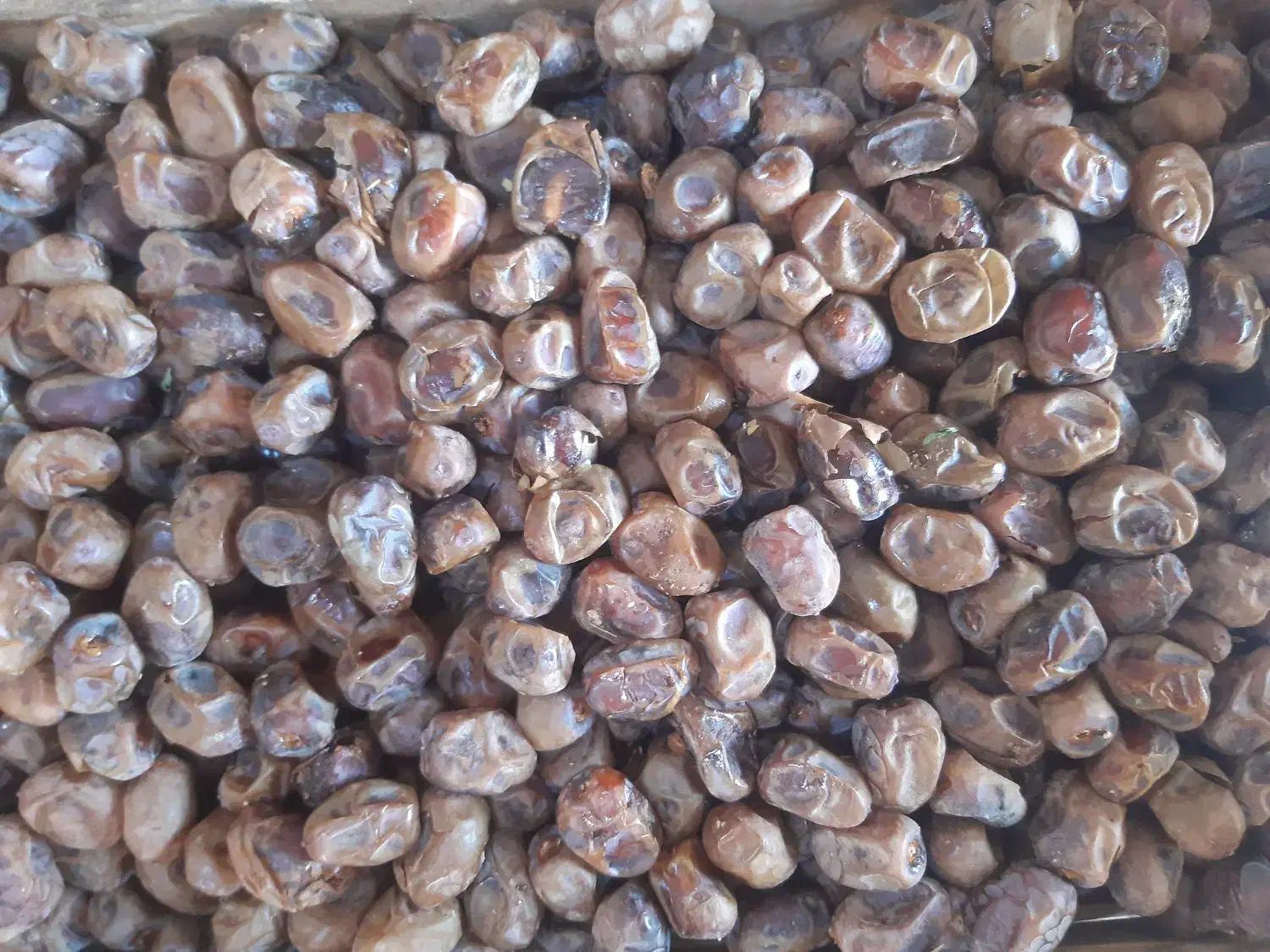 فروش خرمای برحی درجه یک با قیمت مناسب|خوردنی و آشامیدنی|تهران, ائمه اطهار|دیوار