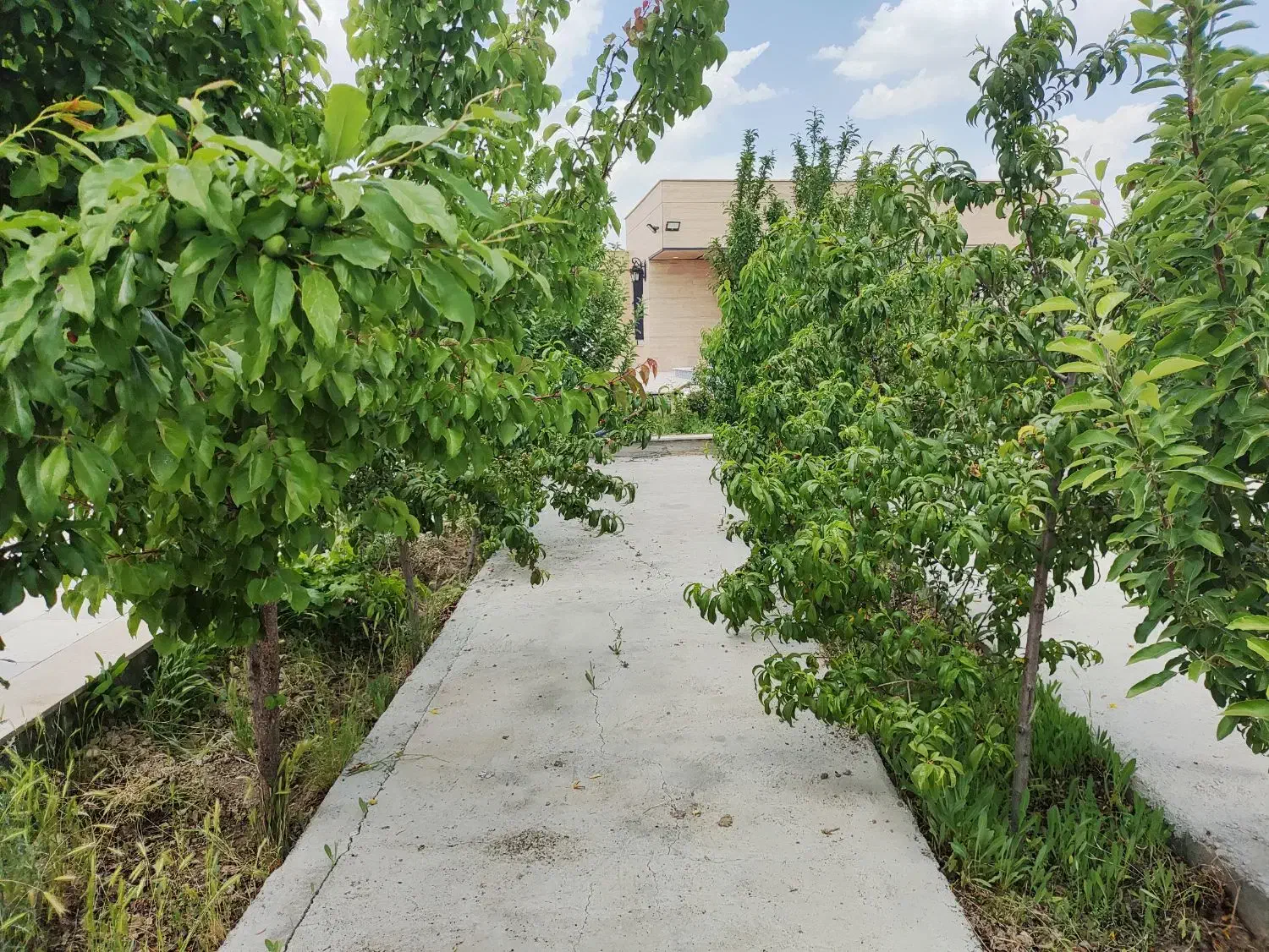 (ویلا باغ ۲۰ ساله متری ۸ ) فرصت خرید برای چند روز|فروش خانه و ویلا|محمدشهر, محمدشهر|دیوار