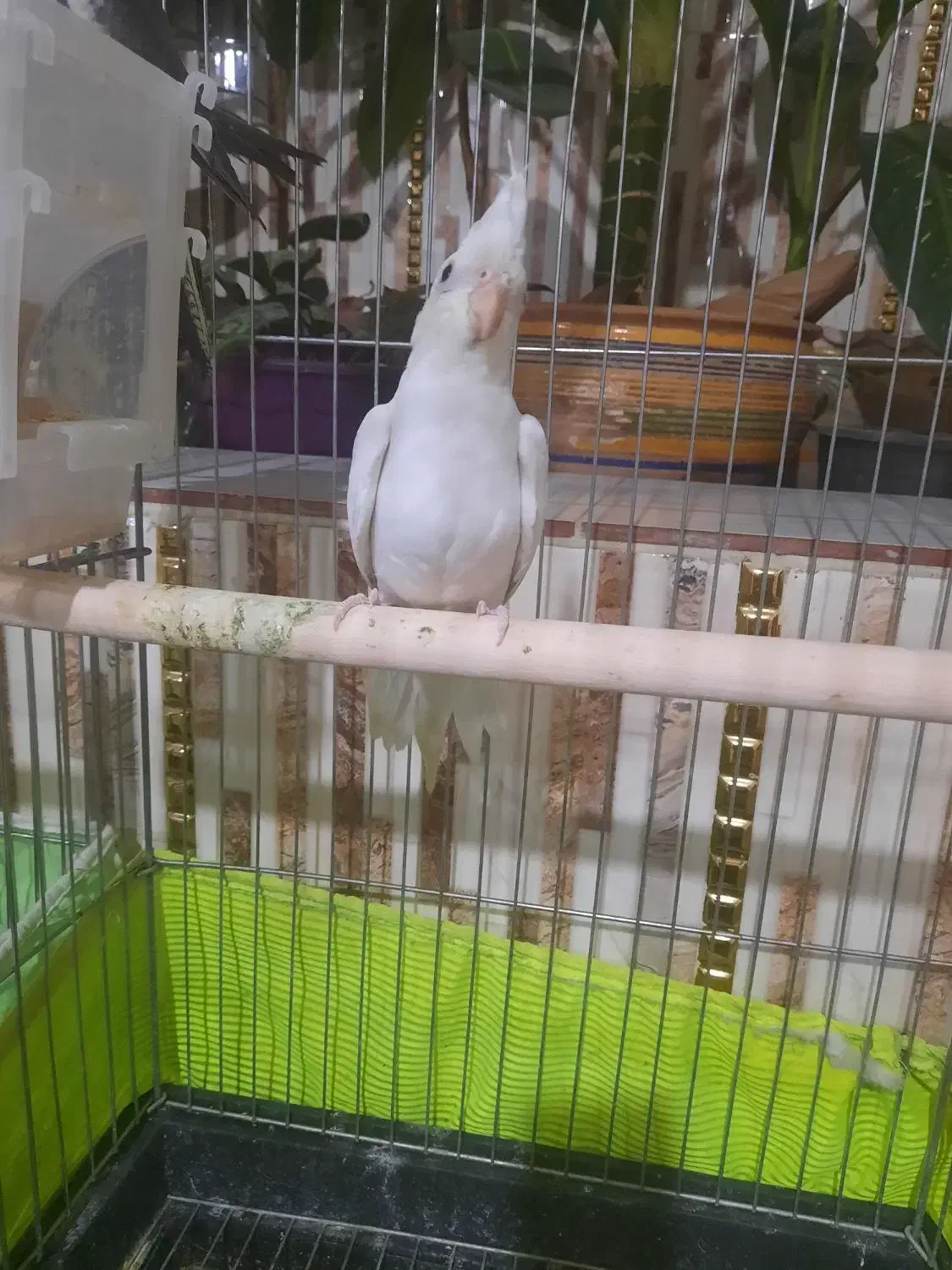 جوجه عروس هلندی|پرنده|شهریار, شهریار|دیوار