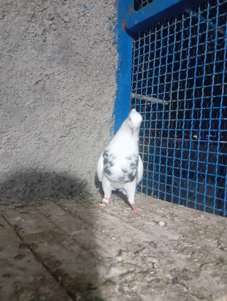 طوقی|پرنده|فلاورجان, |دیوار