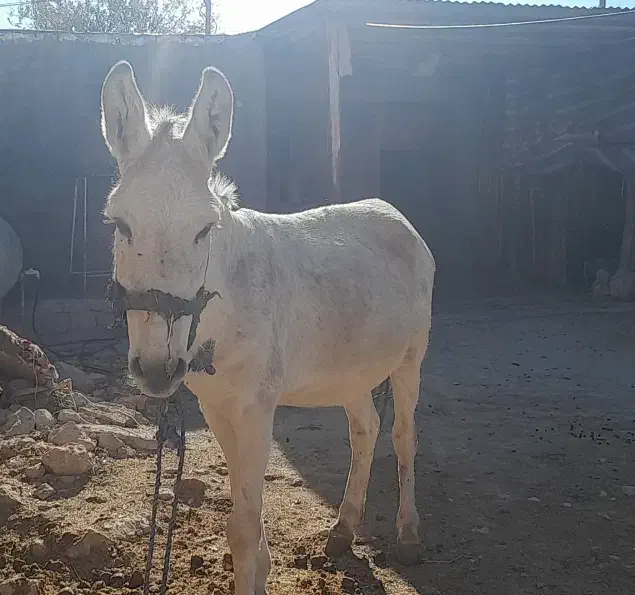 الاق سالم هم باریه و هم برای همراهی گله خوبه|حیوانات مزرعه|سرپل ذهاب, |دیوار