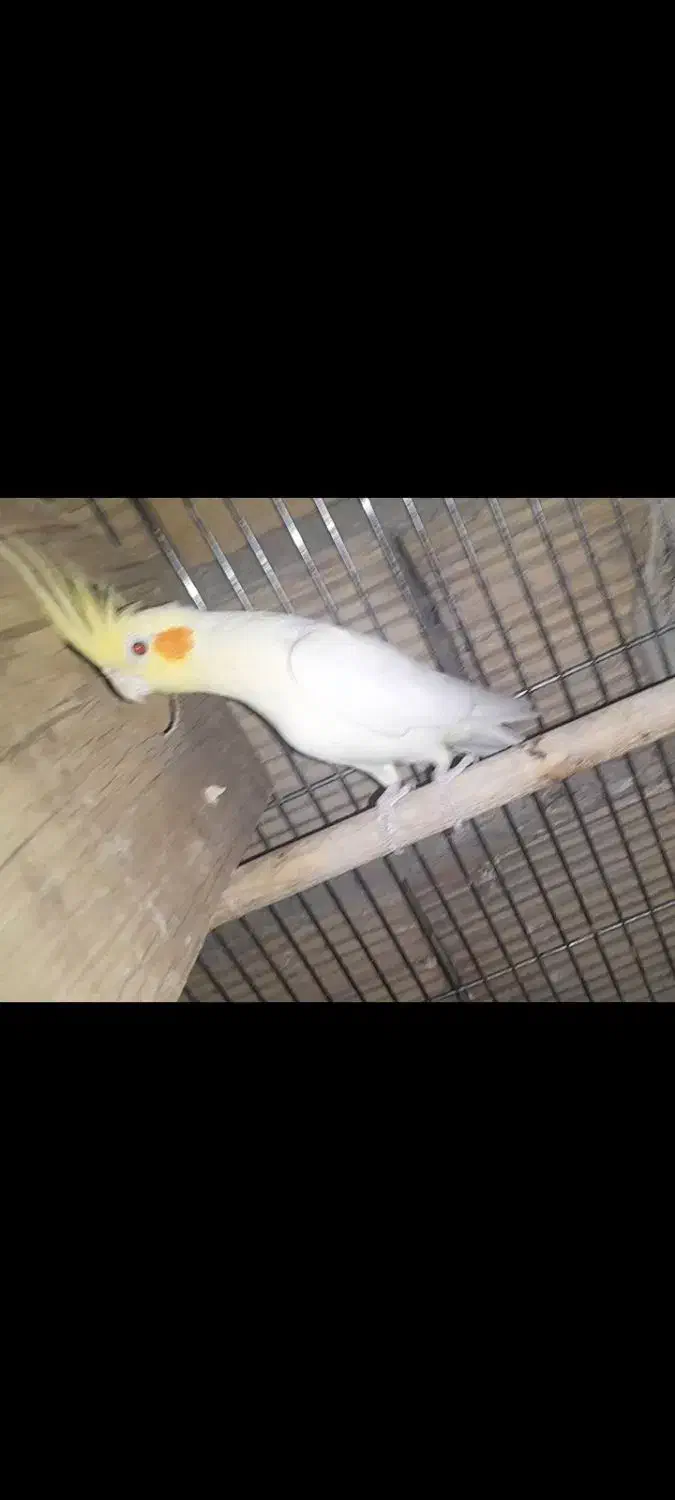 چهار عدد عروس هلندی|پرنده|هشتگرد, قاسم آباد بزرگ|دیوار