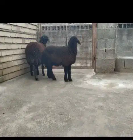 بره|حیوانات مزرعه|آق قلا, |دیوار