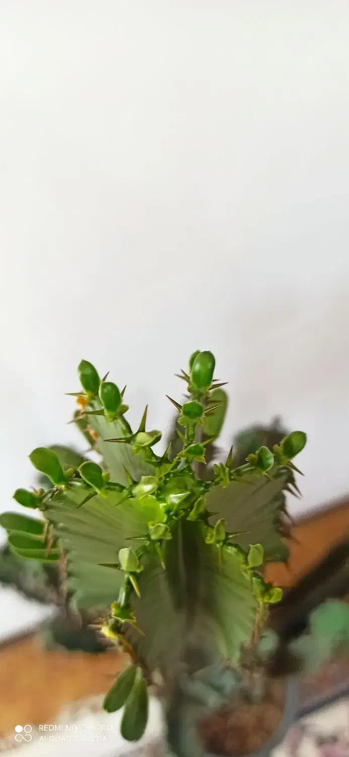 کاکتوس|گل و گیاه طبیعی|شهرکرد, |دیوار