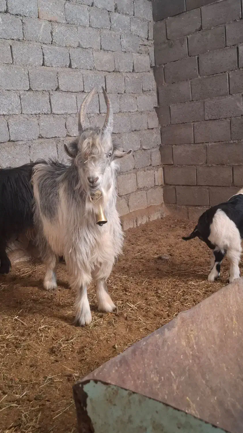 بزقاله دوبری ترکی|حیوانات مزرعه|بن, |دیوار