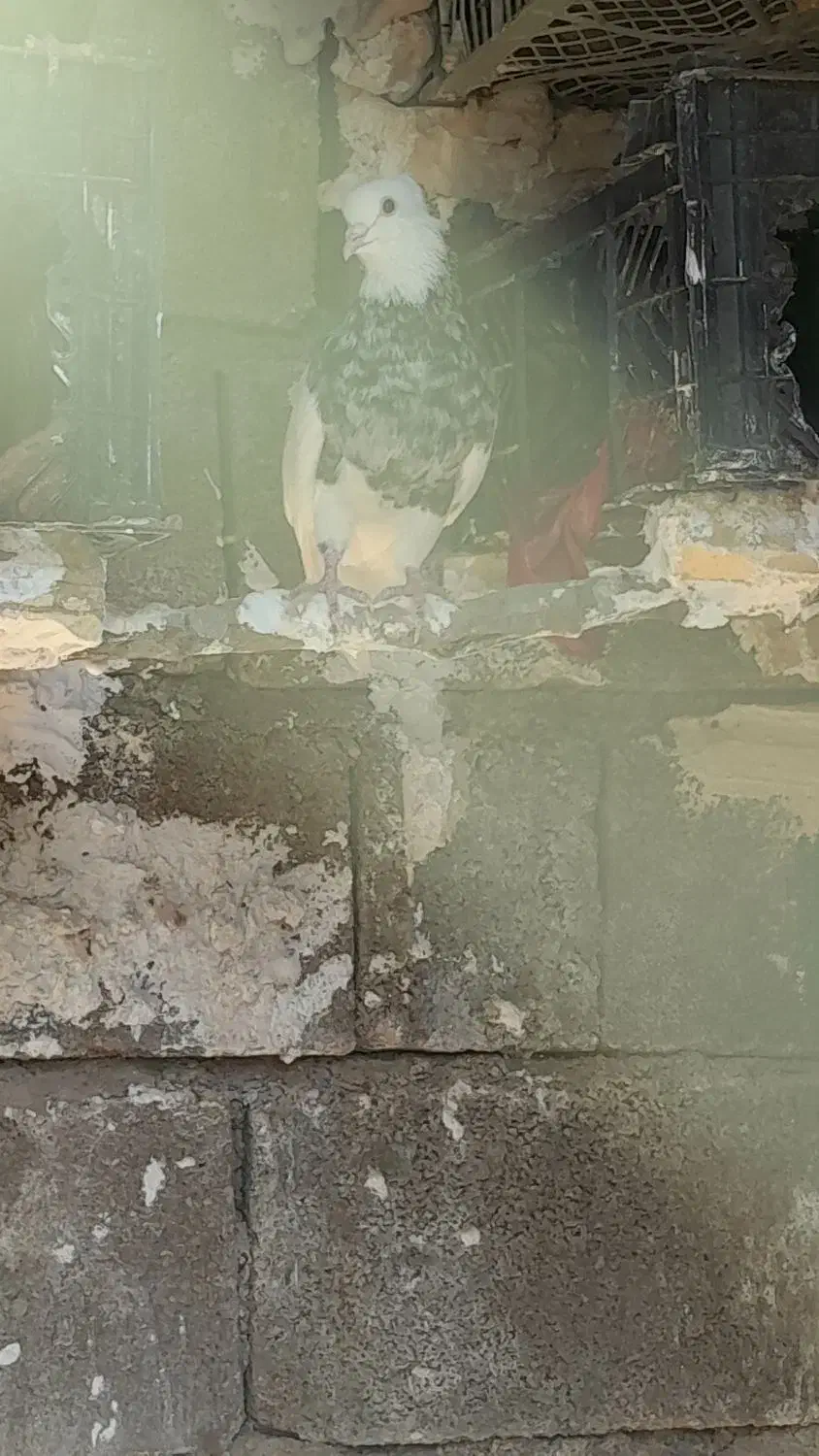 کبوتر زرین|پرنده|لنده, |دیوار