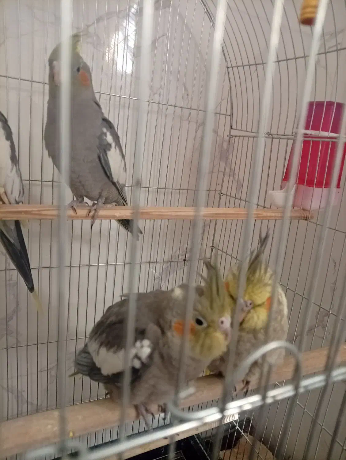 جوجه عروس هلندی 3ماهه|پرنده|تفت, |دیوار