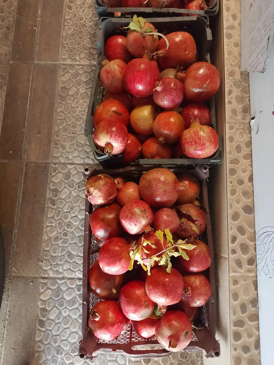 انار|حراج|اصفهان, سعادت‌آباد|دیوار