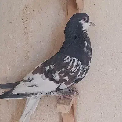 کبوتر|پرنده|شیراز, مسلم|دیوار