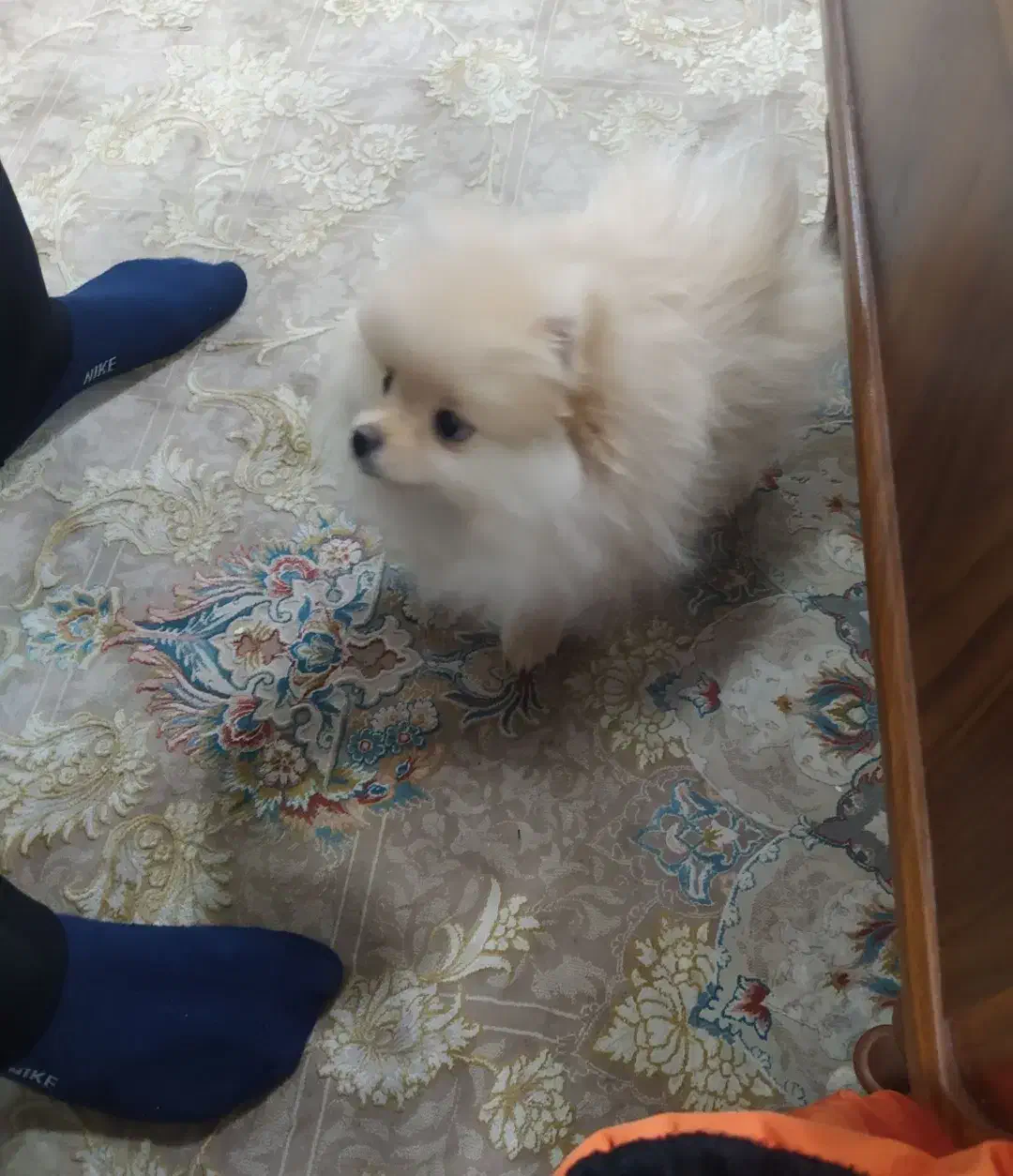 پامرین خرسی ماده|سگ|اهواز, سیصد دستگاه|دیوار