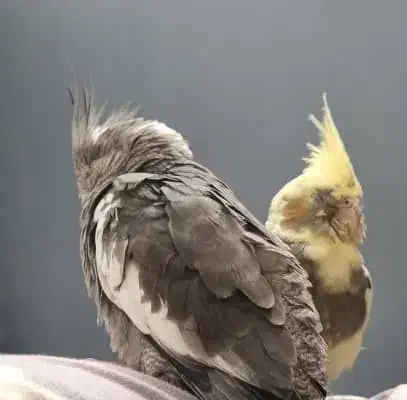 عروس هلندی گمشده|پرنده|تهران, آهنگران (سراسیاب دولاب)|دیوار