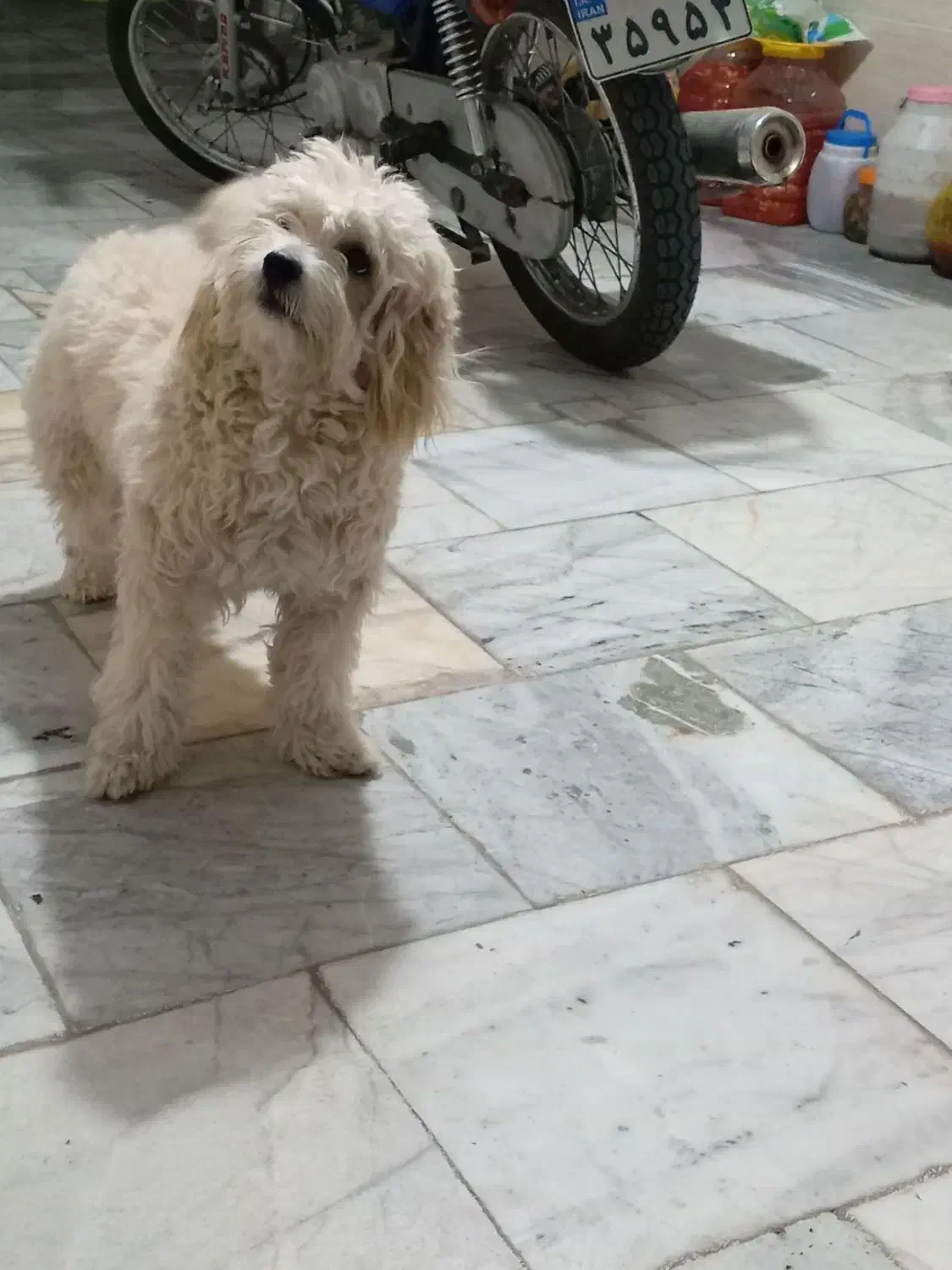 سگ ماده|سگ|قوچان, |دیوار