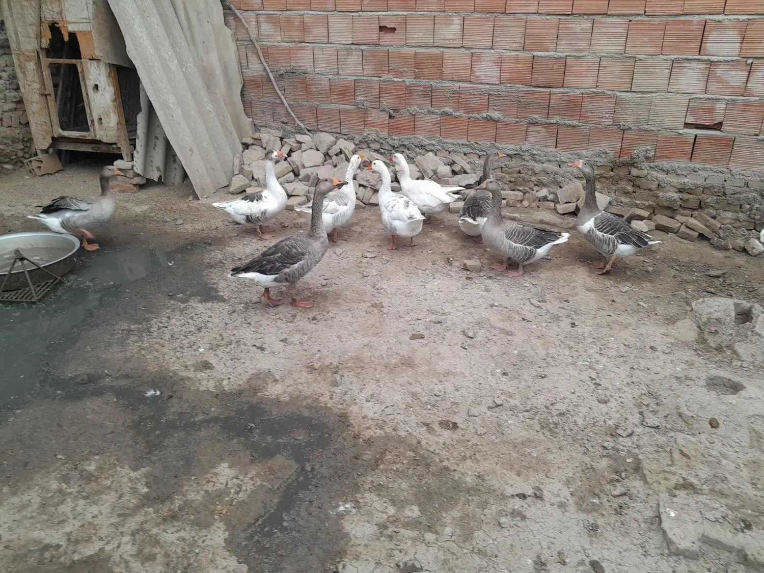 غاز|حیوانات مزرعه|گرگان, |دیوار