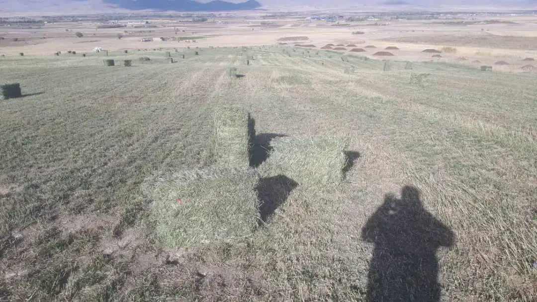 یونجه کیلویی|لوازم جانبی حیوانات|زنجان, |دیوار