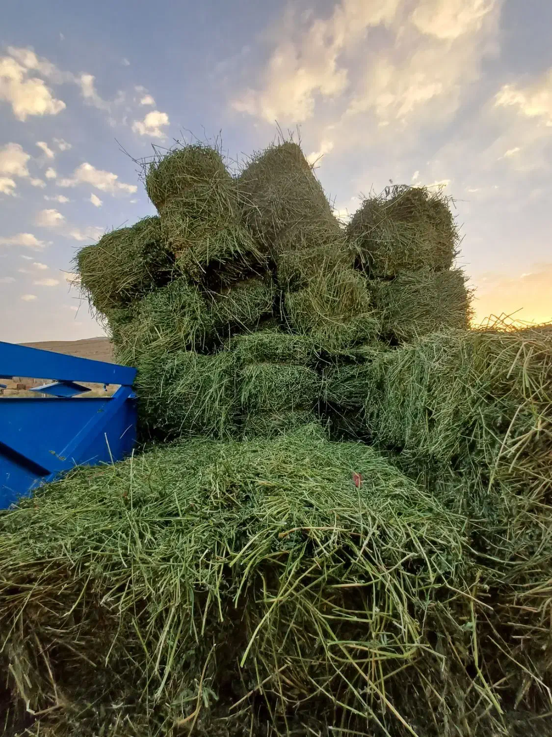 جومحلی|حیوانات مزرعه|قوچان, |دیوار