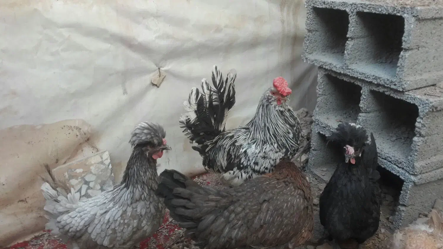 خروس گلین خطی یک دست500 هزار|پرنده|ارژن, |دیوار