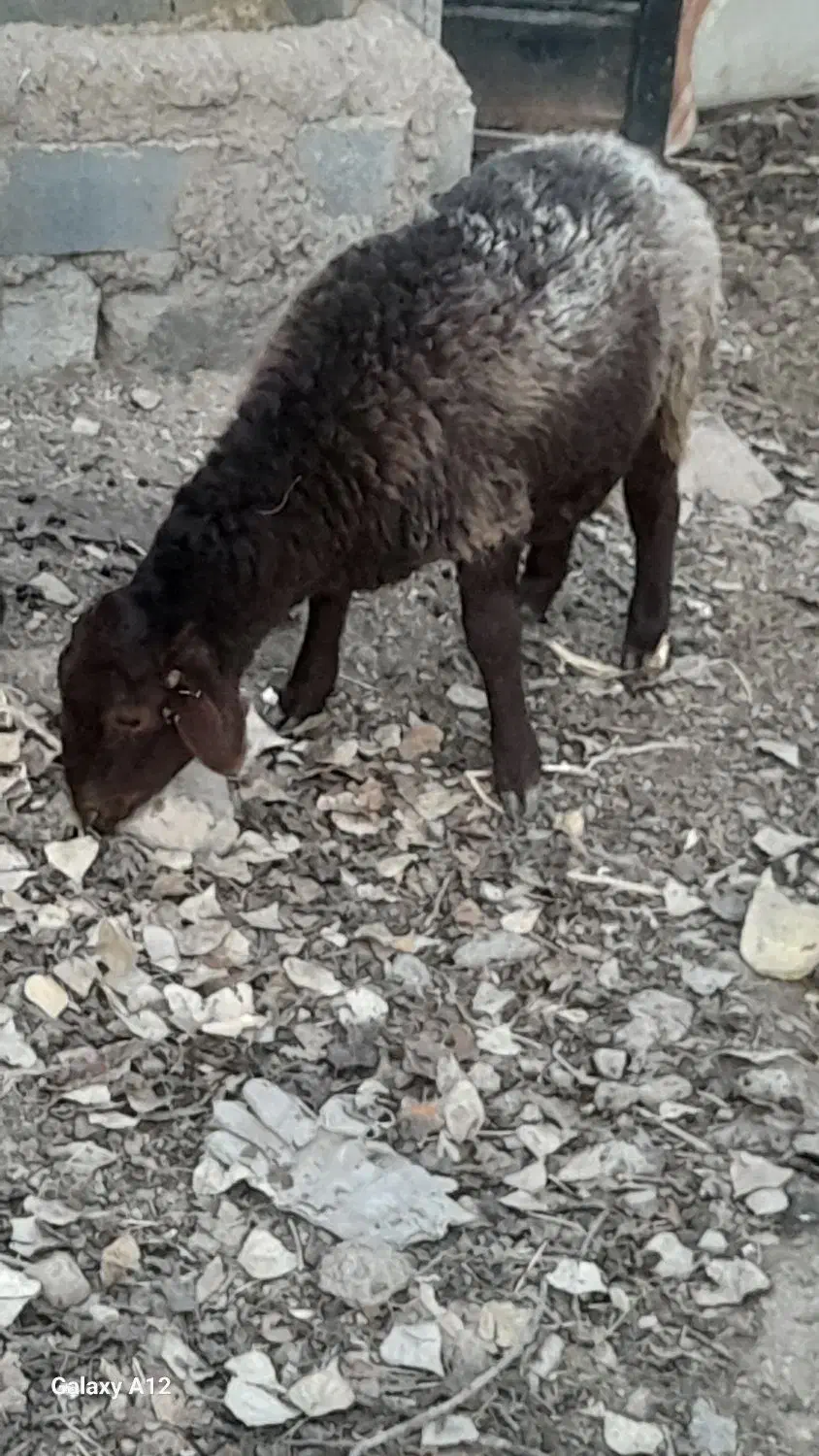 بره‌‌.|حیوانات مزرعه|آبسرد, |دیوار