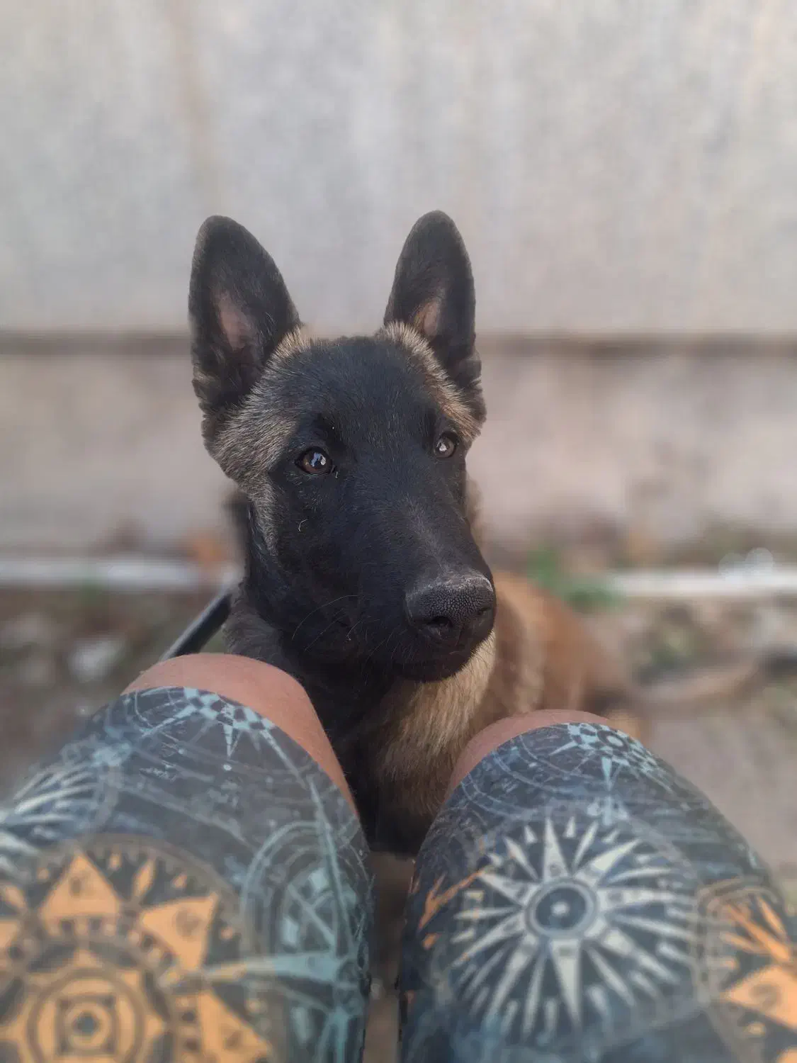 سگ مالینویز بلژیکی فروش فوری|سگ|مرودشت, نقش رستم|دیوار