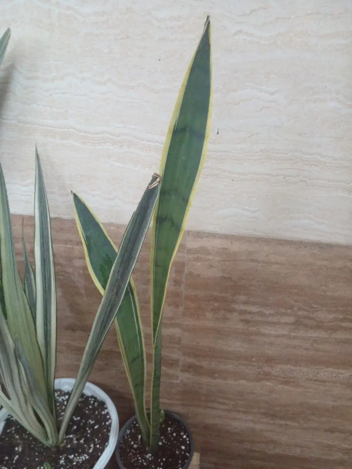 گلهای زیبا|گل و گیاه طبیعی|خمام, |دیوار