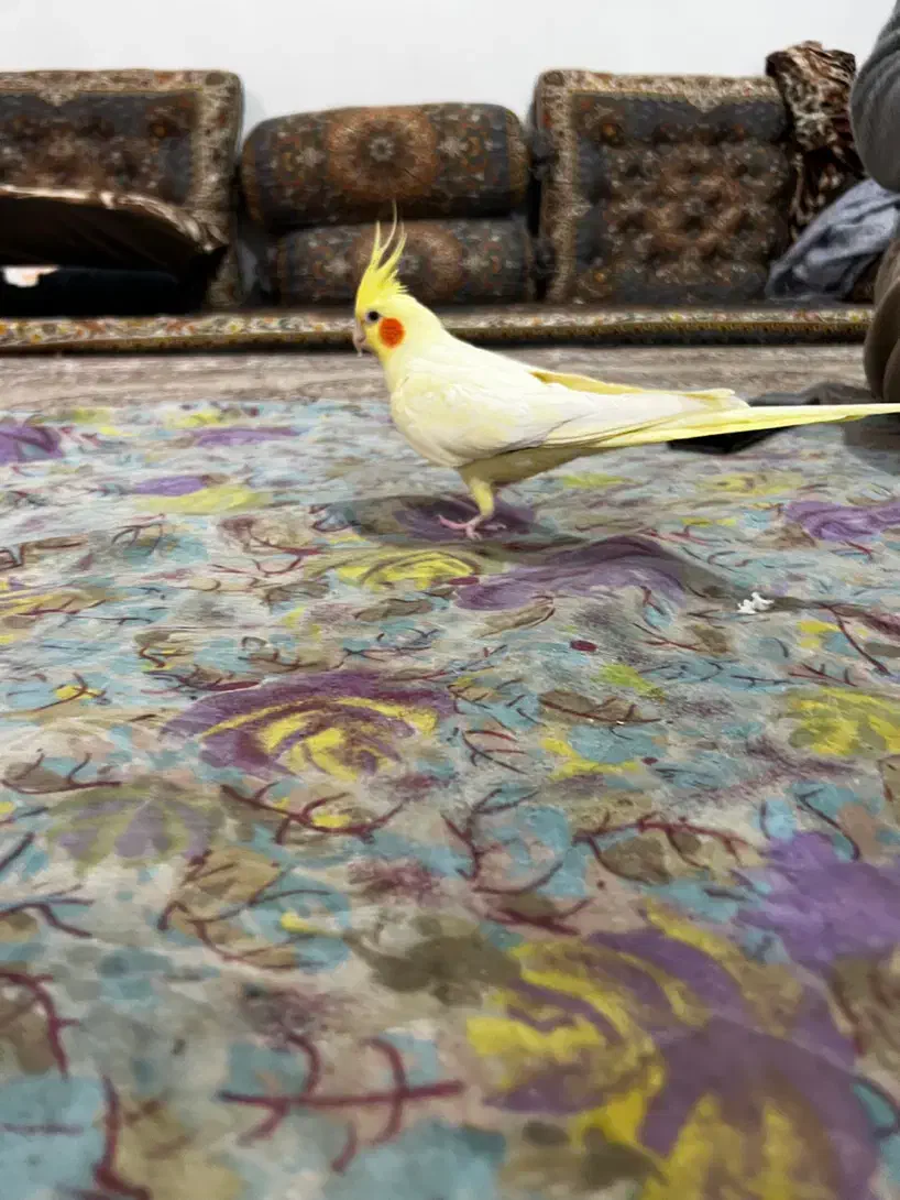 عروس هلندی لوتینو زعفرانی|پرنده|سنندج, |دیوار