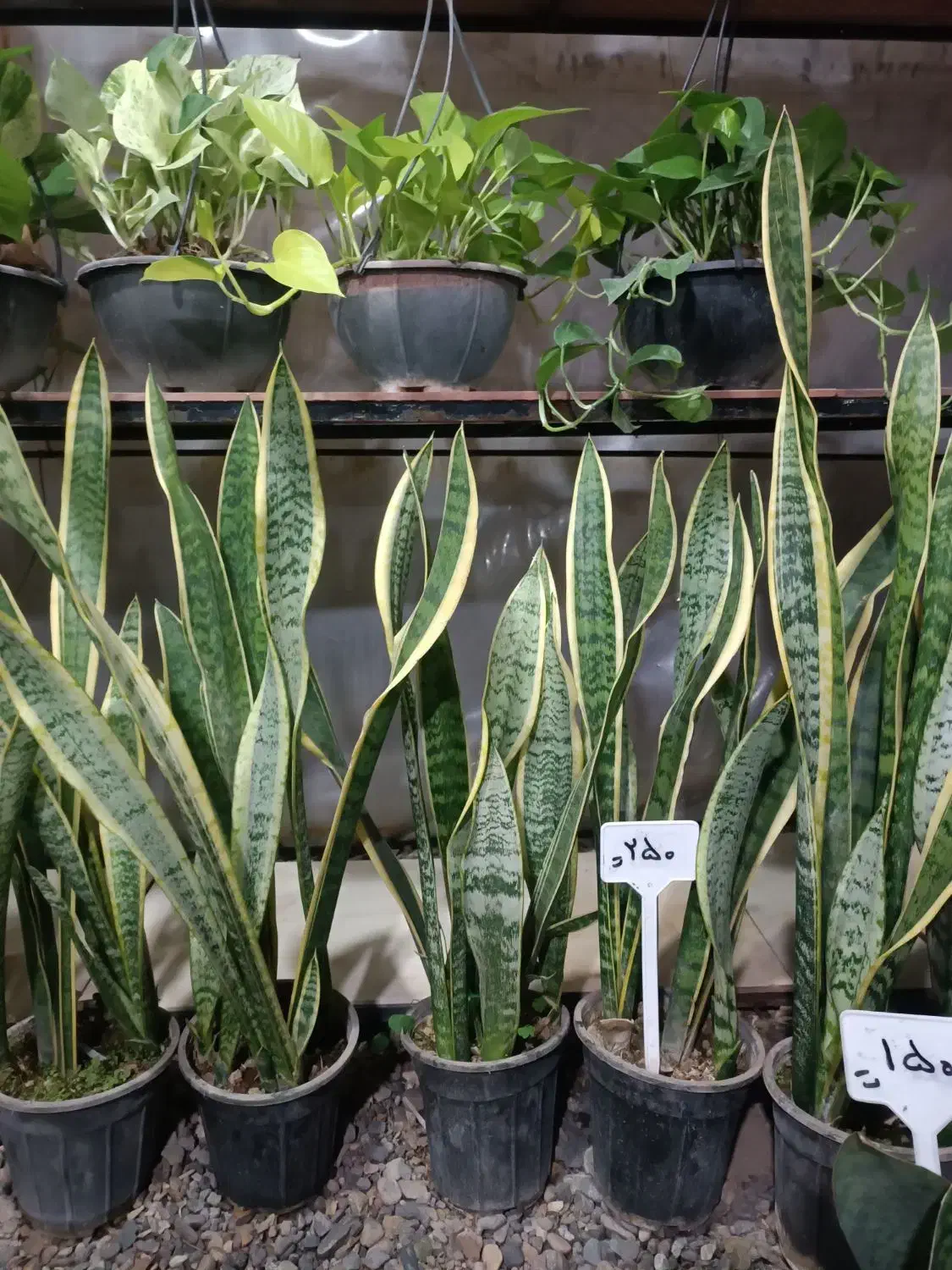 گل و گیاه|گل و گیاه طبیعی|قم, نیروگاه|دیوار