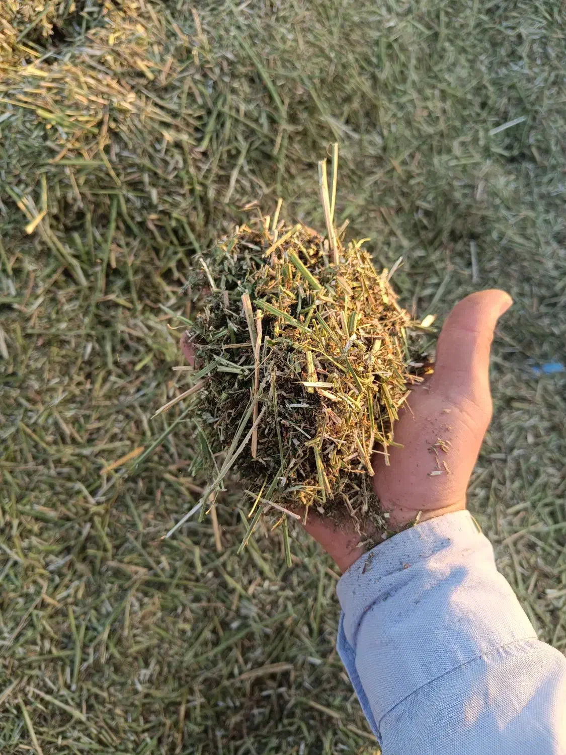 یونجه پر برگ|حیوانات مزرعه|رامهرمز, |دیوار