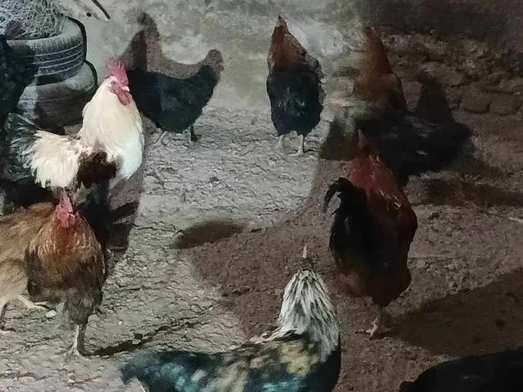 خروس|حیوانات مزرعه|دورود, |دیوار