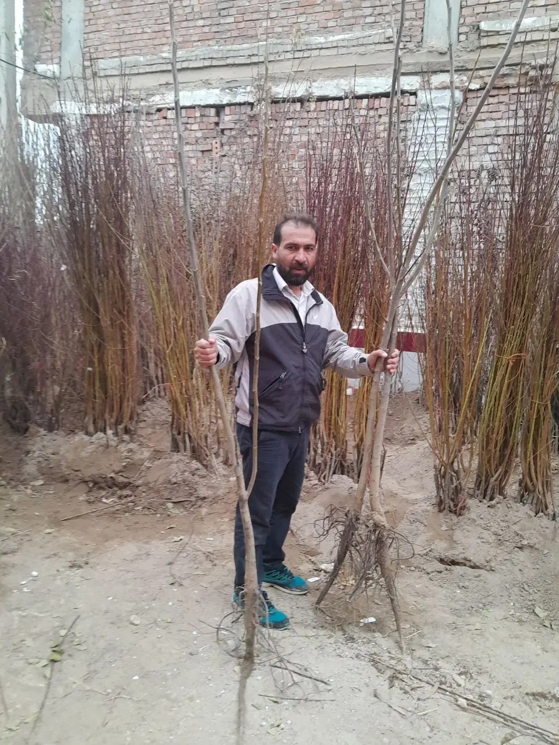 نهالستان طلا سبز حسینیان|خدمات باغبانی و درختکاری|میاندوآب, |دیوار