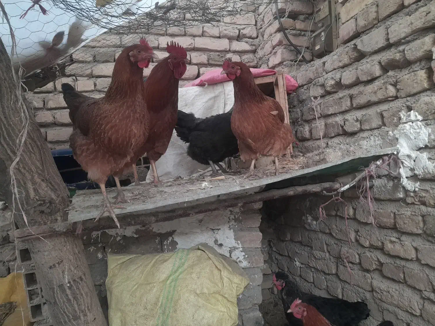 فریک سالم و درشت|حیوانات مزرعه|محمدیه-قزوین, |دیوار