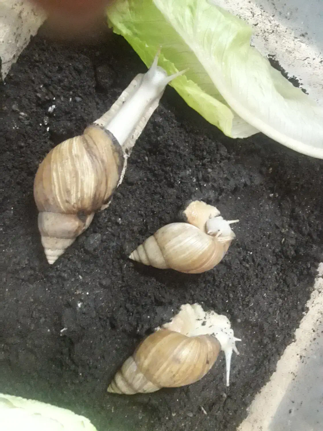 8 باکس حلزون و حلزون|لوازم جانبی حیوانات|قائم‌شهر, |دیوار