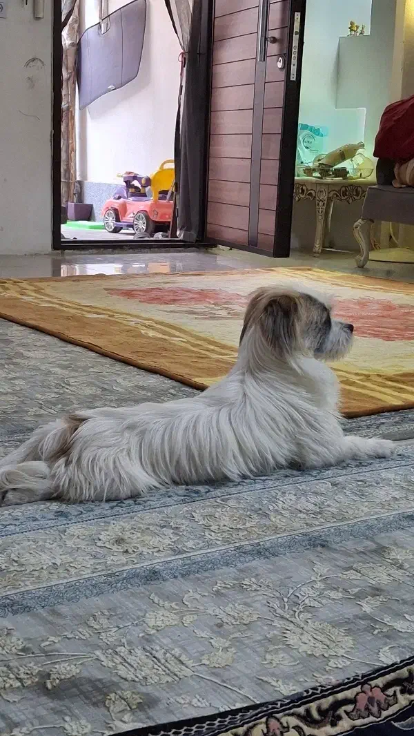 گمشده|حیوانات|مشهد, تبادکان|دیوار