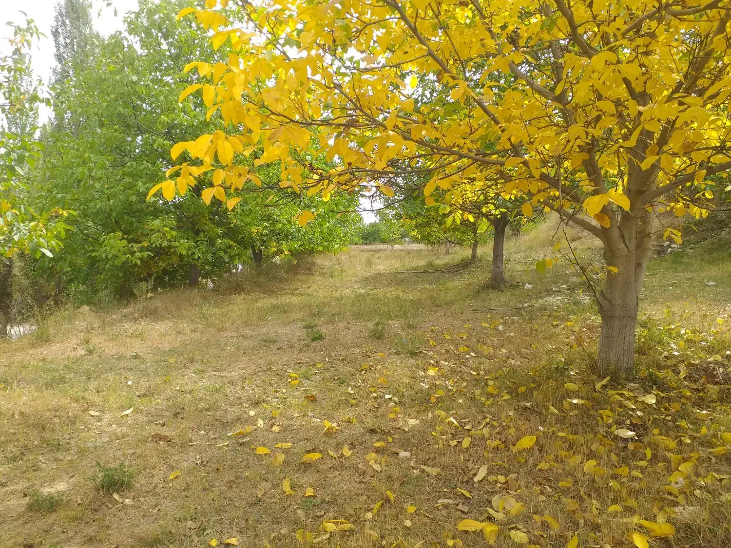 ۱۰۰۰ متر باغ دارای سند برِ جاده اصلی تنگه واشی|فروش زمین و ملک کلنگی|فیروزکوه, |دیوار