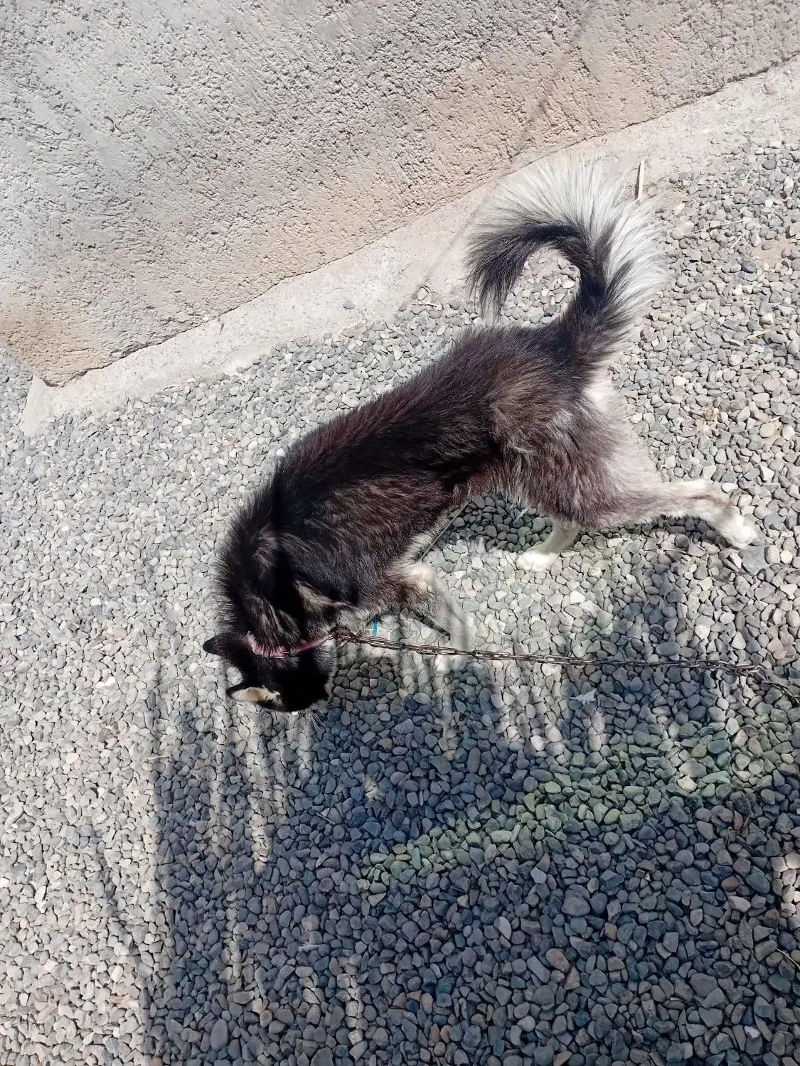 سگ هاسگی|سگ|پارسآباد, |دیوار