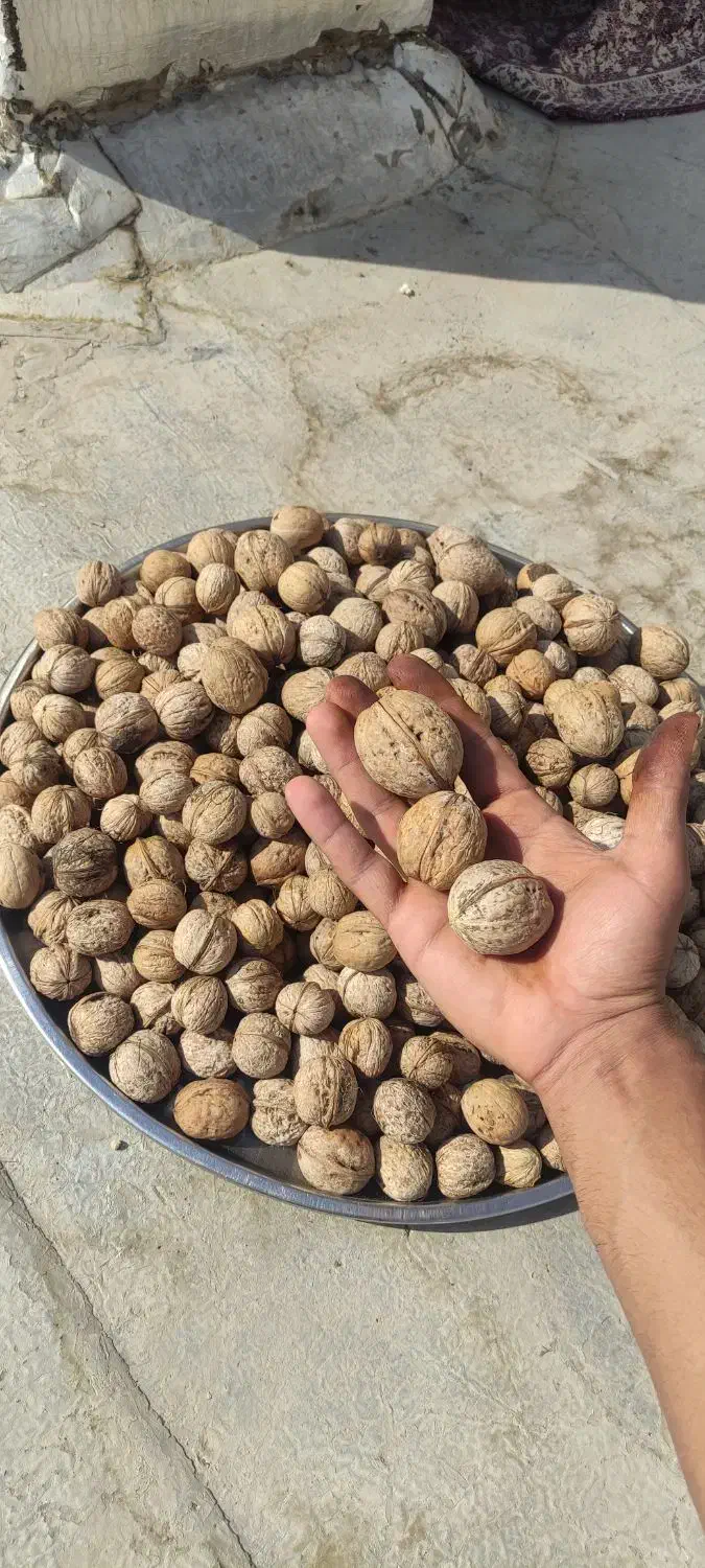 گردو تازه سامان بدون خرابی وپوک|خوردنی و آشامیدنی|نجف‌آباد, شهدای غربی|دیوار