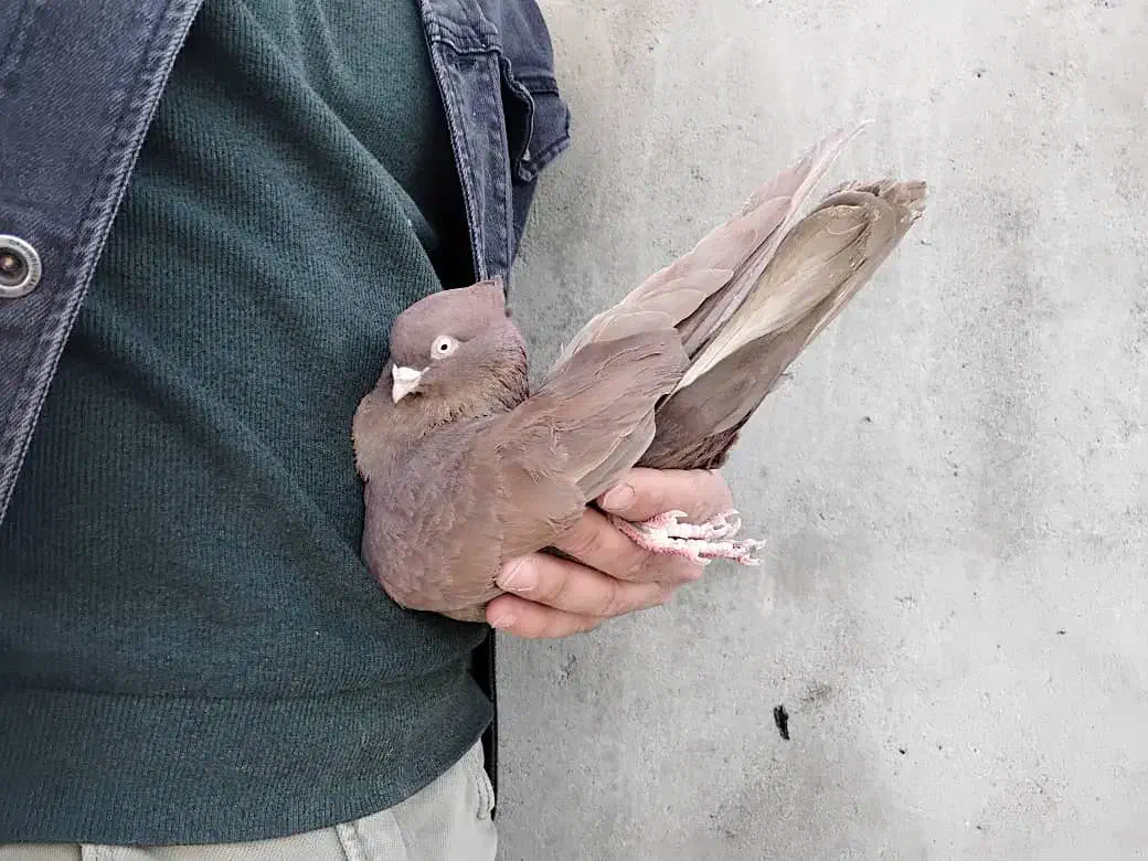 کفتر|پرنده|میاندوآب, |دیوار