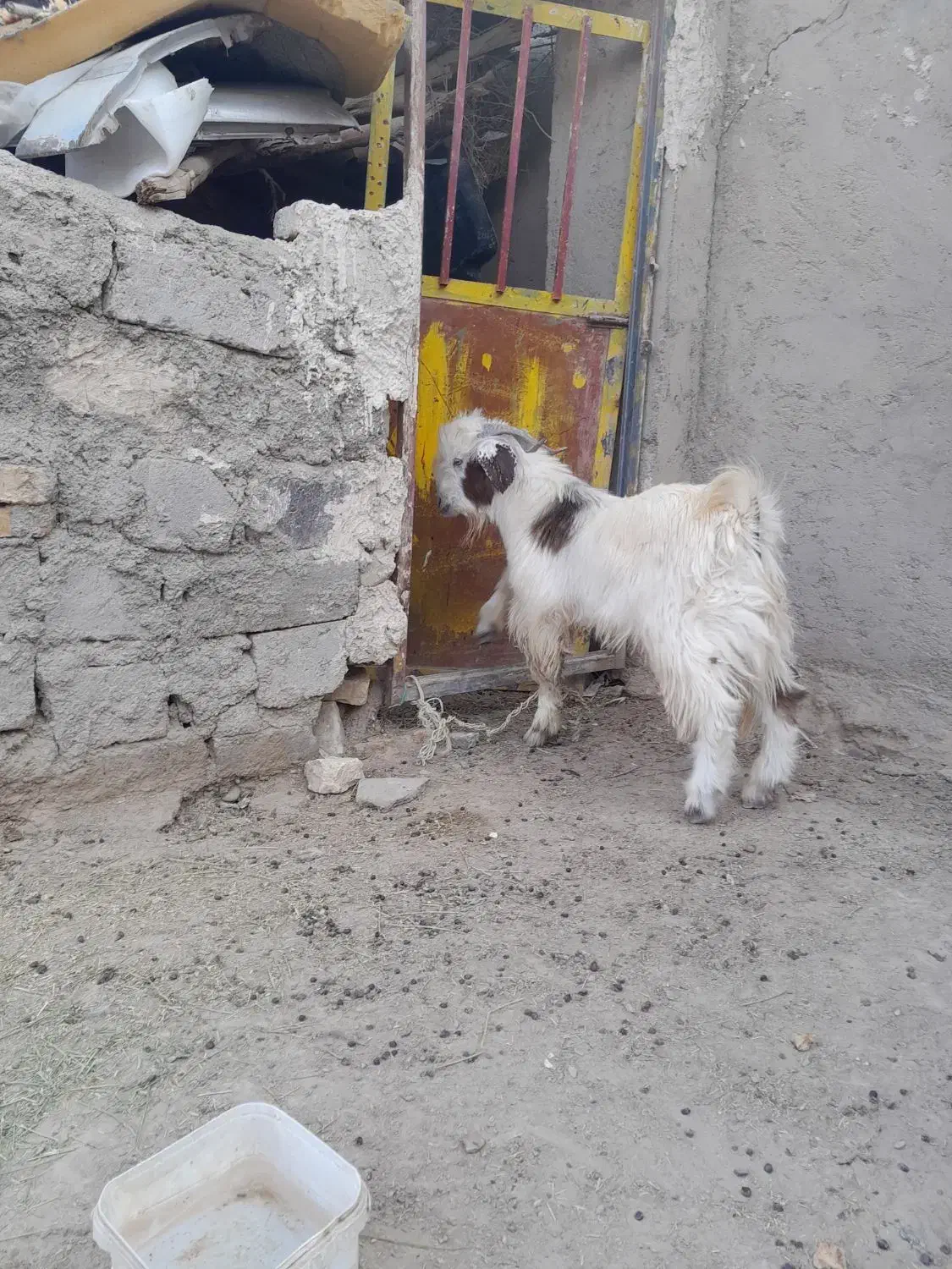 کعره نر|حیوانات مزرعه|زابل, |دیوار