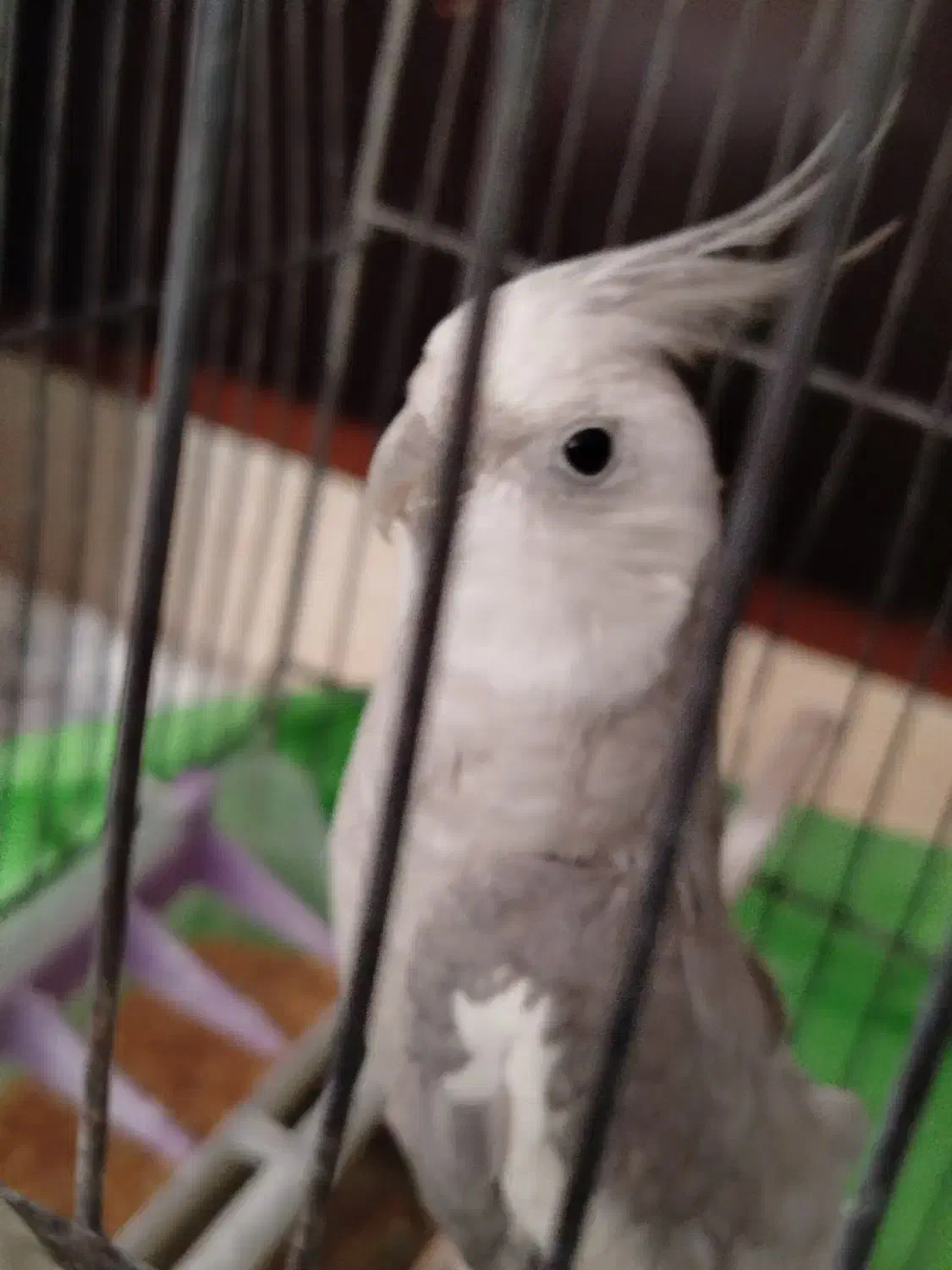 عروس هلندی جفت|پرنده|مهدی شهر, |دیوار