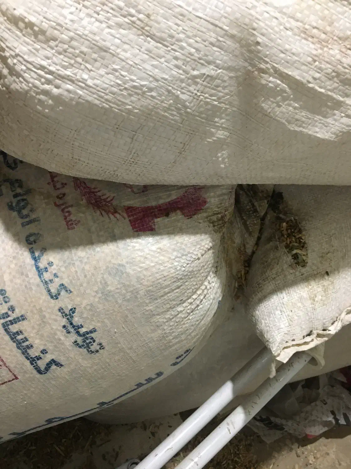 گندم|خدمات باغبانی و درختکاری|مشهد, فدک|دیوار