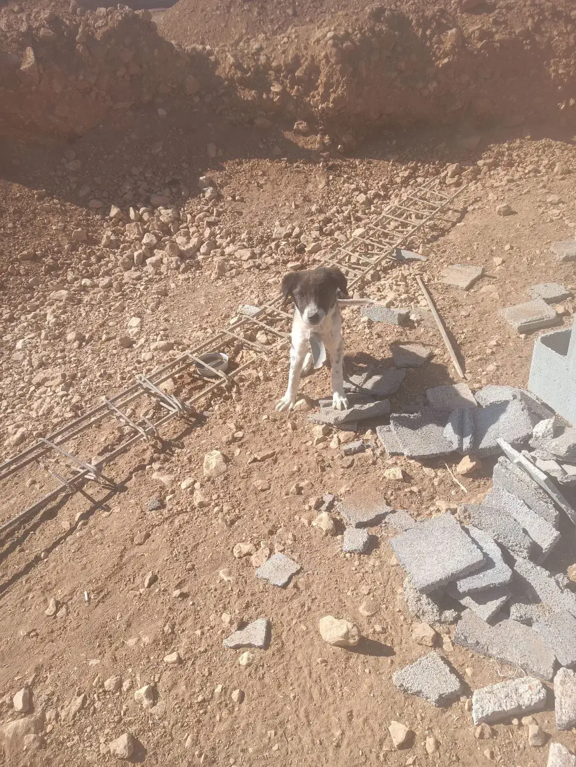 ۲عدد نر یک عدد ماده.|سگ|چیتاب, |دیوار