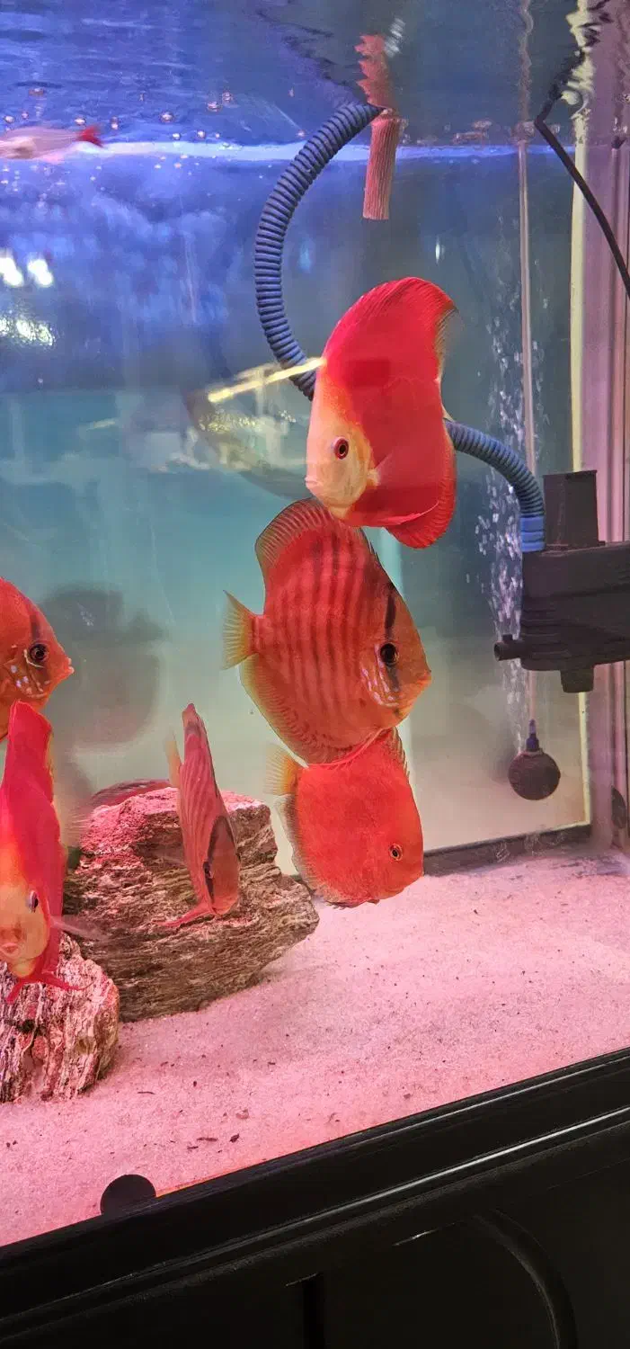 دیسکس گرید بالا|ماهی|مشهد, گاز|دیوار