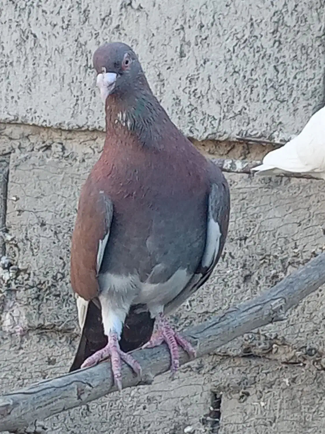 پلاکی مسافتی|پرنده|کهنوج, |دیوار