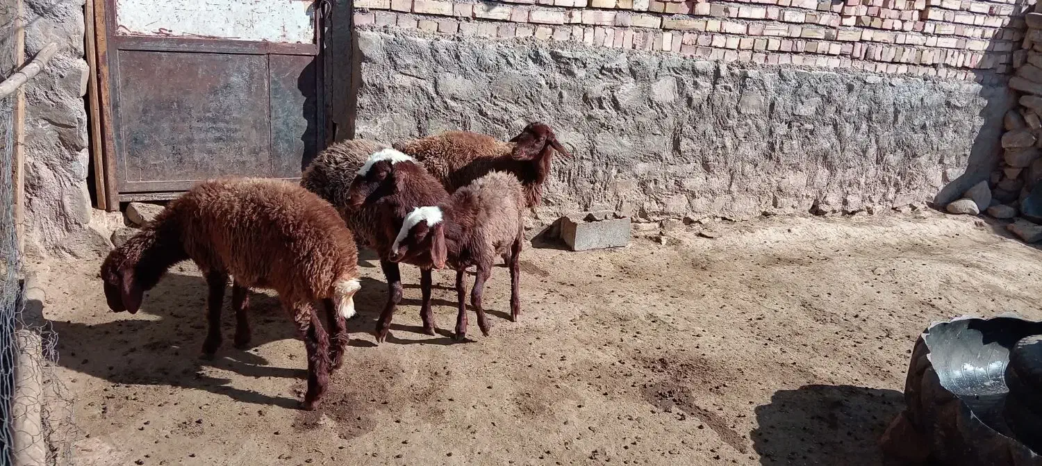 4عددبره ماده هتروسبک وزن|حیوانات مزرعه|سرولایت, |دیوار