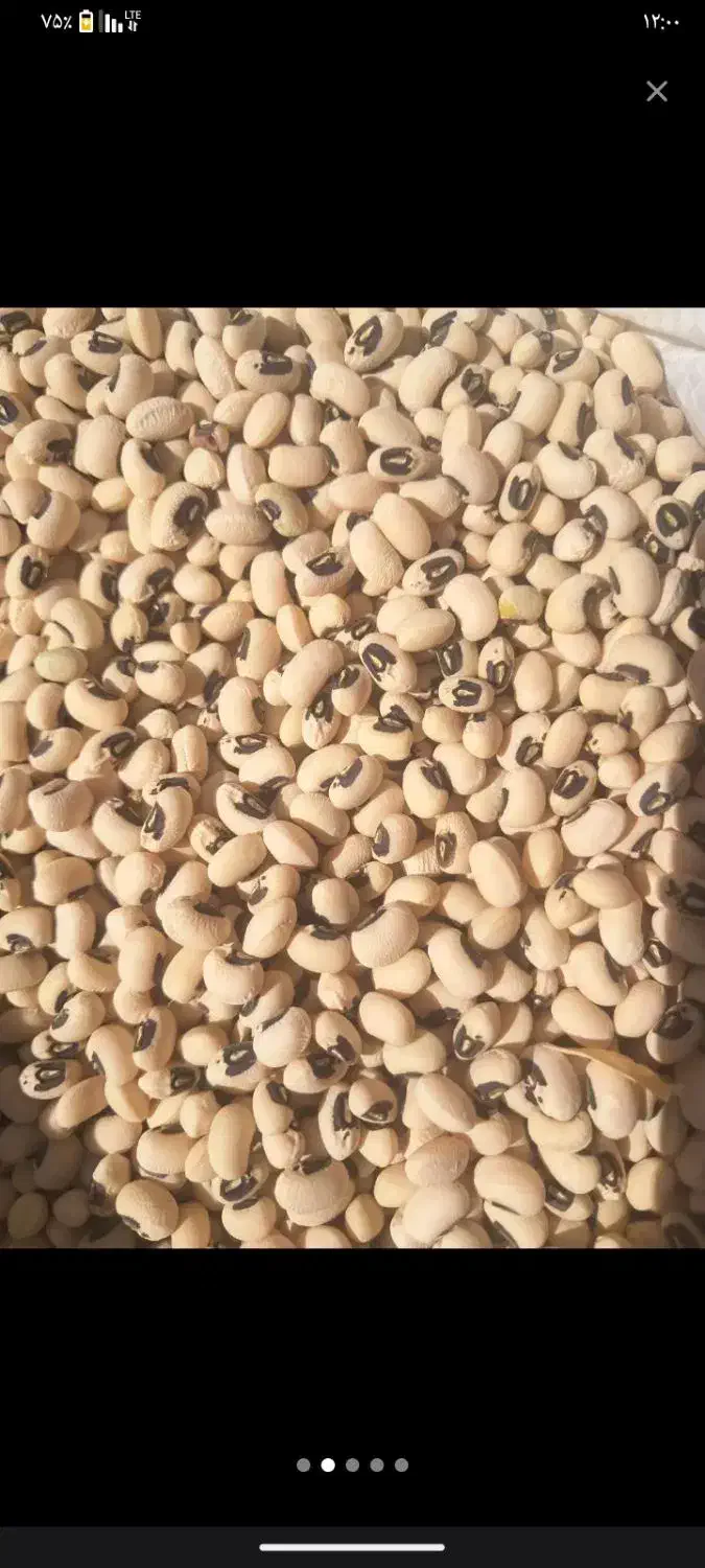 لوبیه اشی|خوردنی و آشامیدنی|کوهدشت, |دیوار