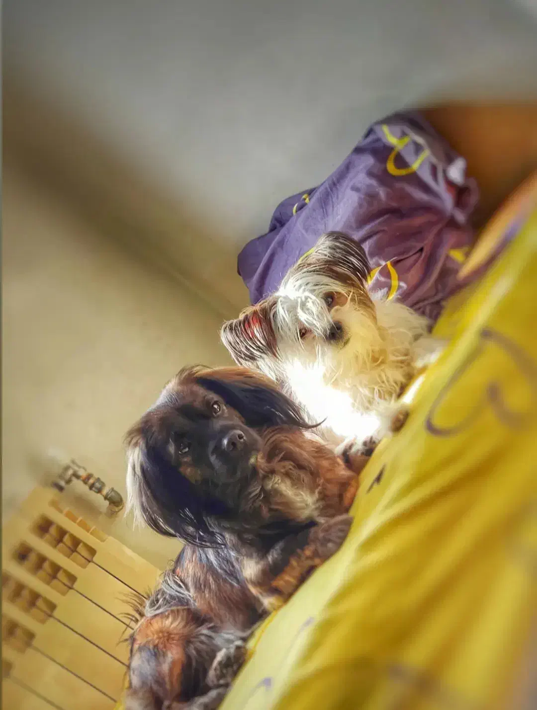 واگذاری رایگان|سگ|کرمانشاه, |دیوار