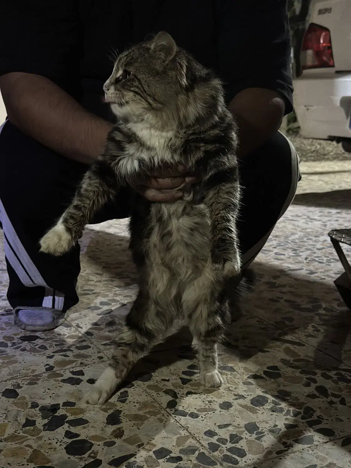 گربه پرشین|گربه|رشت, آتشگاه|دیوار